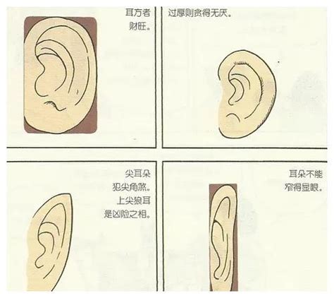 耳朵面向|十六种耳朵面相图文分析三六风水网